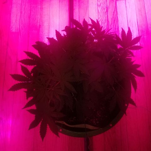 Bubblegum breath  #1 growlog timeline photo