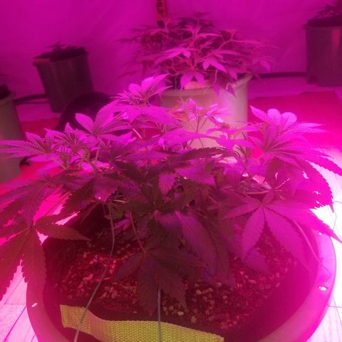 Bubblegum breath  #1 growlog timeline photo
