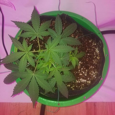 G14 #1 growlog timeline photo