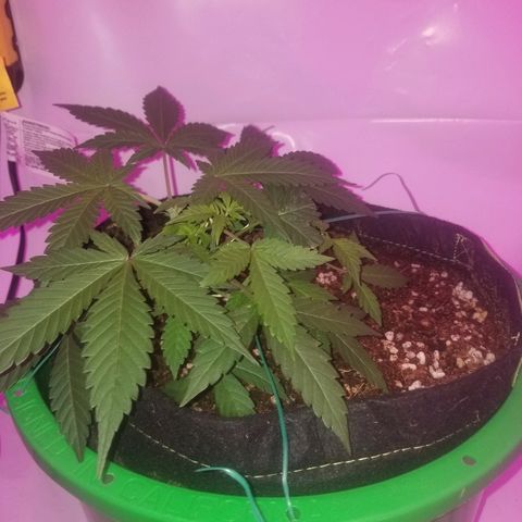 G14 #1 growlog timeline photo