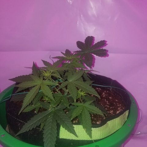 Do Si Dos Auto growlog timeline photo