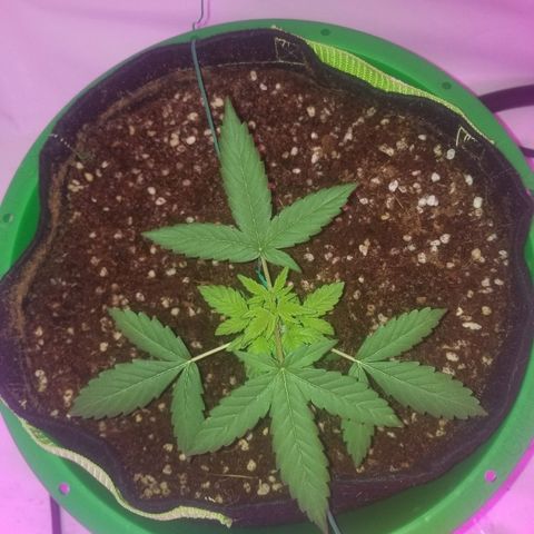 Bam Bam #1 growlog timeline photo
