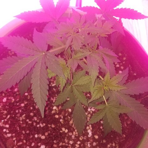Bam Bam #3 growlog timeline photo