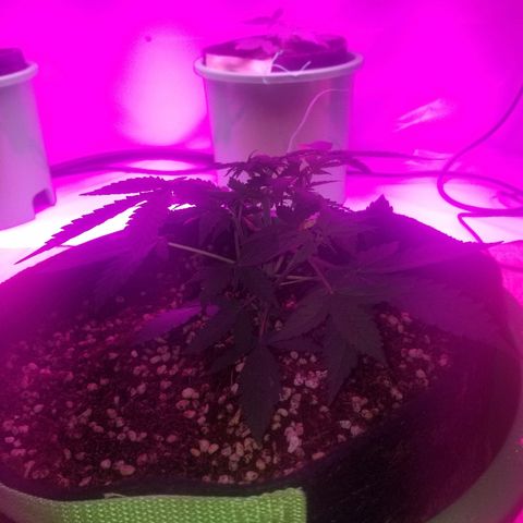 Bam Bam #3 growlog timeline photo