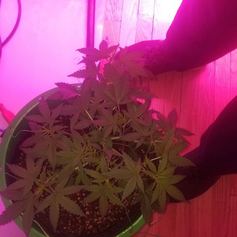 White widow  #1 growlog timeline photo