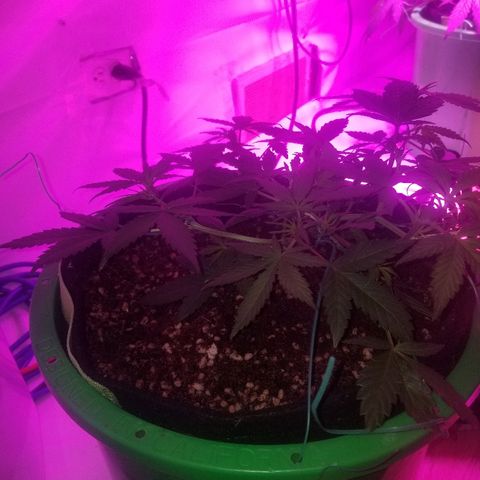 White widow  #1 growlog timeline photo