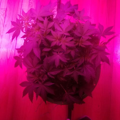 Bitchen Camaro  growlog timeline photo