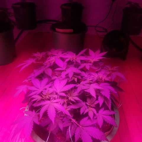 Bitchen Camaro  growlog timeline photo