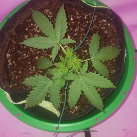 Bam Bam #2 growlog timeline photo