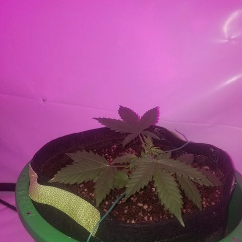 Bam Bam #2 growlog timeline photo
