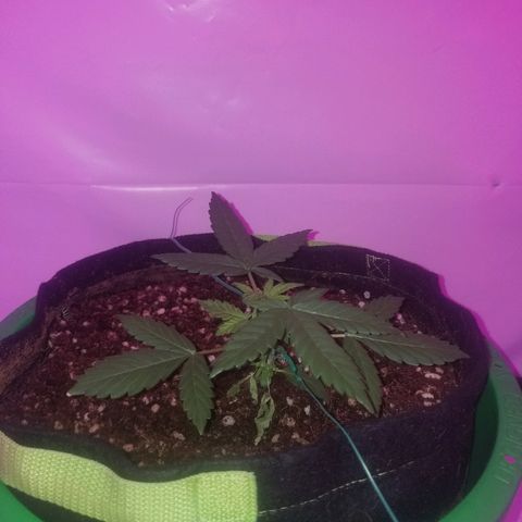 Bam Bam #1 growlog timeline photo