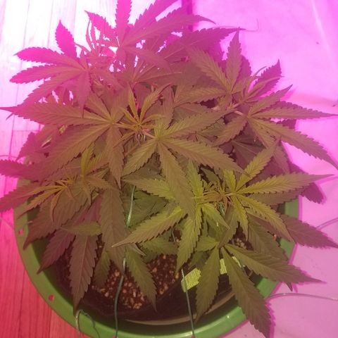 Bubblegum breath  #2 growlog timeline photo