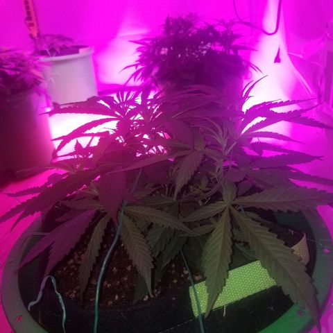Bubblegum breath  #2 growlog timeline photo