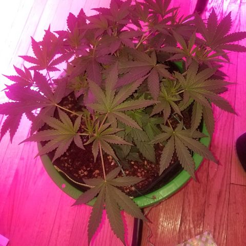 Bubblegum breath  #1 growlog timeline photo