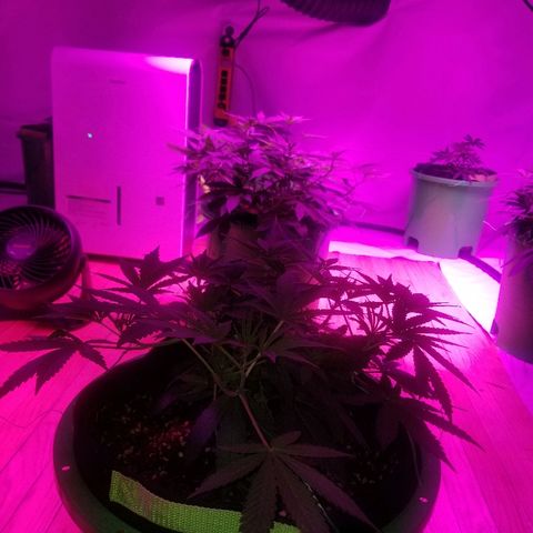 Bubblegum breath  #1 growlog timeline photo