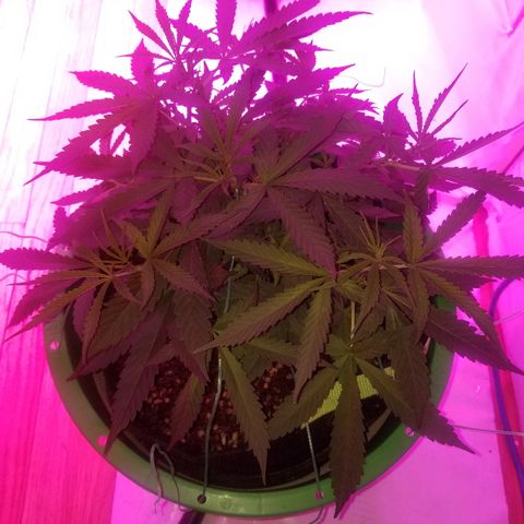 Bubblegum breath  #2 growlog timeline photo