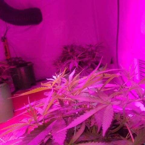 Bubblegum breath  #2 growlog timeline photo