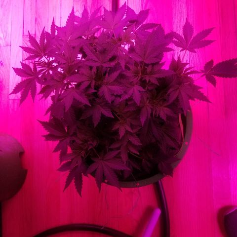 Bitchen Camaro  growlog timeline photo