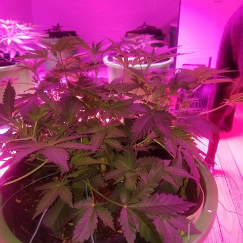 Bitchen Camaro  growlog timeline photo