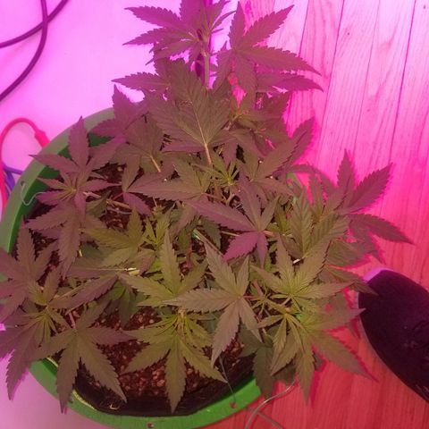 White widow  #1 growlog timeline photo