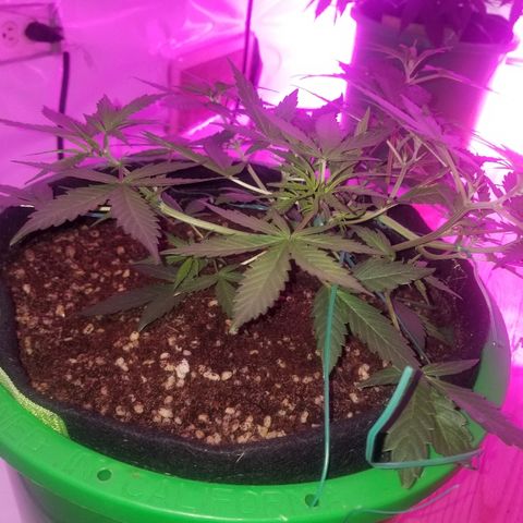 White widow  #1 growlog timeline photo