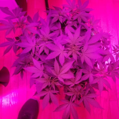 Kracken #1 growlog timeline photo