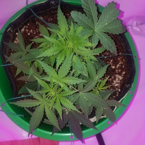 Do Si Dos Auto growlog timeline photo