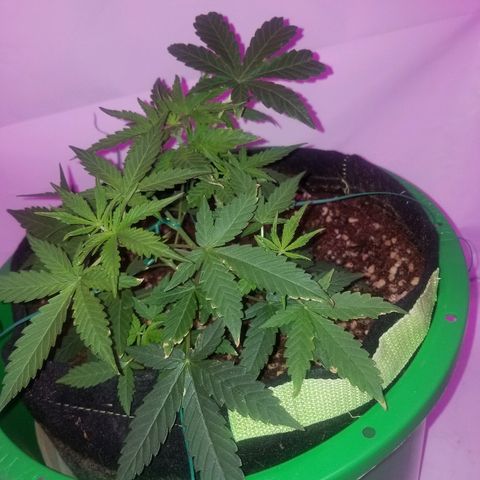 Do Si Dos Auto growlog timeline photo