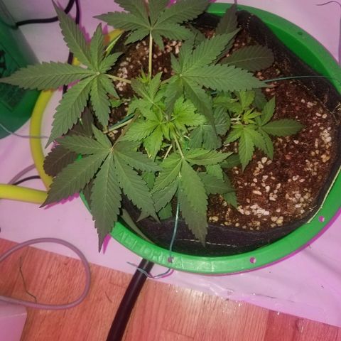G14 #1 growlog timeline photo