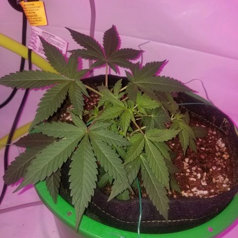 G14 #1 growlog timeline photo