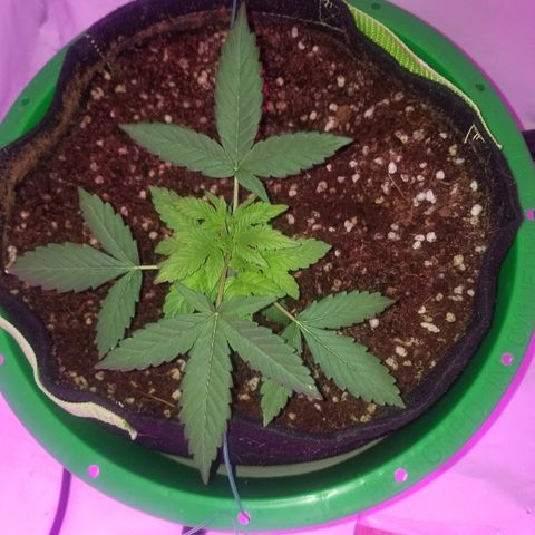 Bam Bam #1 growlog timeline photo