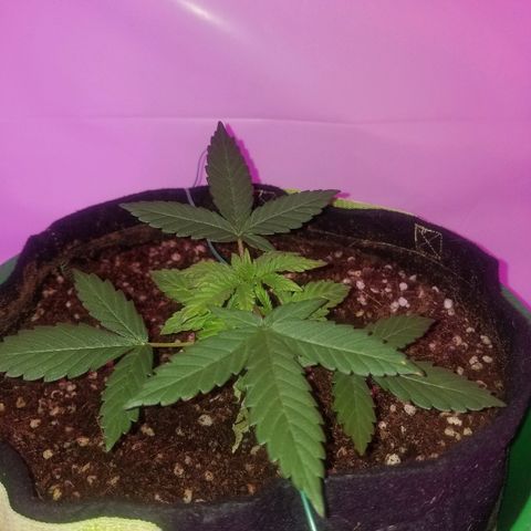 Bam Bam #1 growlog timeline photo