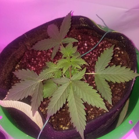 Bam Bam #2 growlog timeline photo