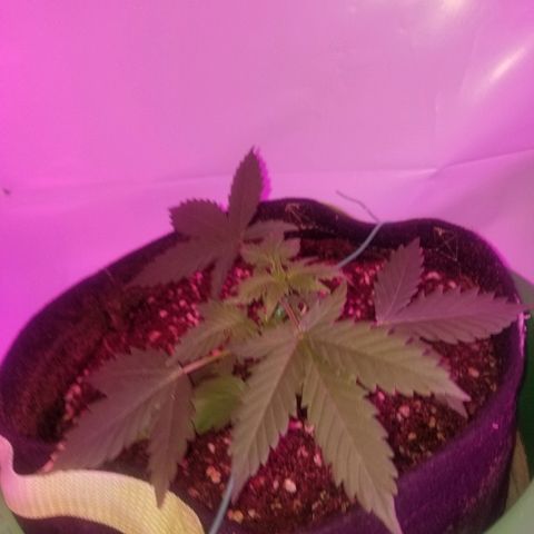 Bam Bam #2 growlog timeline photo