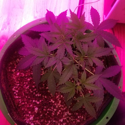 Bam Bam #3 growlog timeline photo