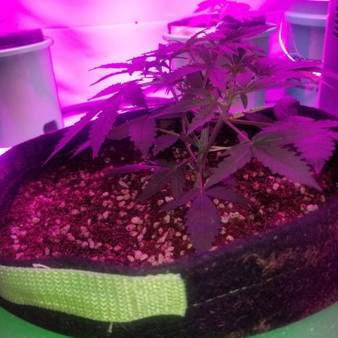Bam Bam #3 growlog timeline photo