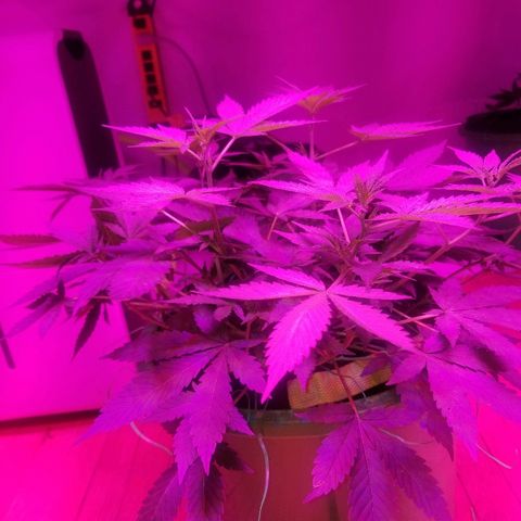 Kracken #1 growlog timeline photo