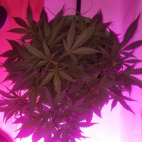 Kracken #2 growlog timeline photo