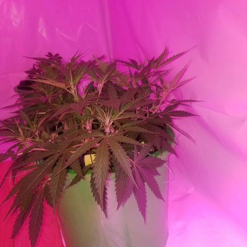 Kracken #2 growlog timeline photo