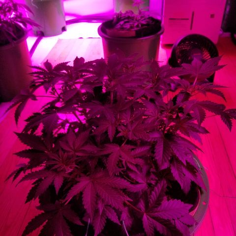 Bitchen Camaro  growlog timeline photo
