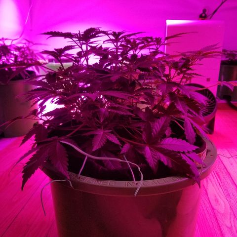 Bitchen Camaro  growlog timeline photo