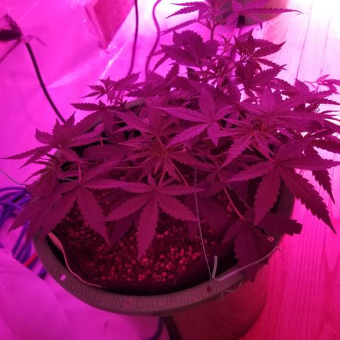 White widow  #1 growlog timeline photo