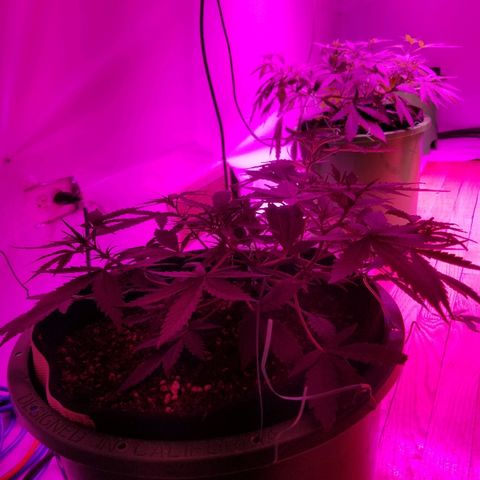 White widow  #1 growlog timeline photo