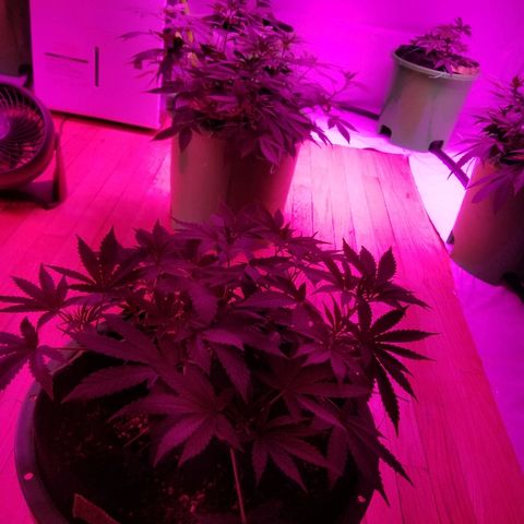 Bubblegum breath  #1 growlog timeline photo