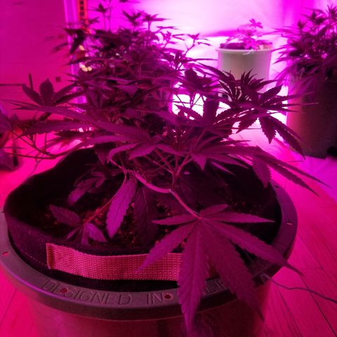 Bubblegum breath  #1 growlog timeline photo