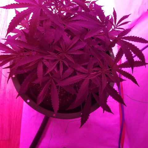 Bubblegum breath  #2 growlog timeline photo