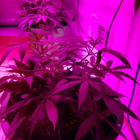 Bubblegum breath  #2 growlog timeline photo