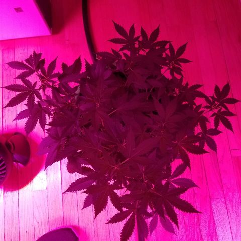 Kracken #1 growlog timeline photo