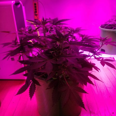 Kracken #1 growlog timeline photo