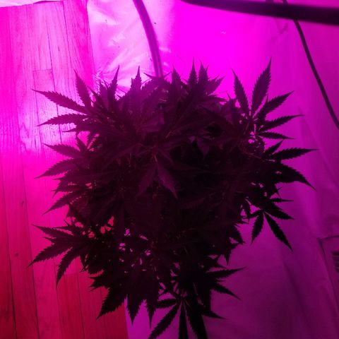Kracken #2 growlog timeline photo